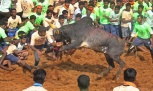 Традиционные индийские состязания по укрощению быков 