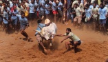 Традиционные индийские состязания по укрощению быков 