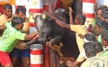 Традиционные индийские состязания по укрощению быков