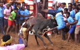 Традиционные индийские состязания по укрощению быков