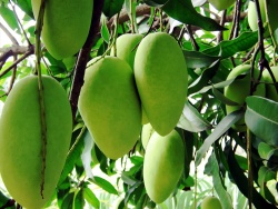незрелые плоды манго