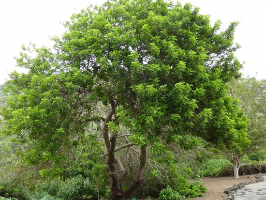 бразильское перечное дерево