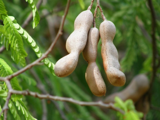 плоды тамаринда