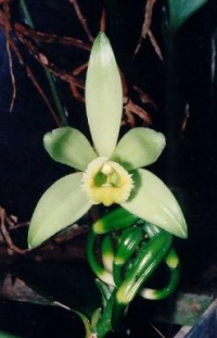 цветок ванили