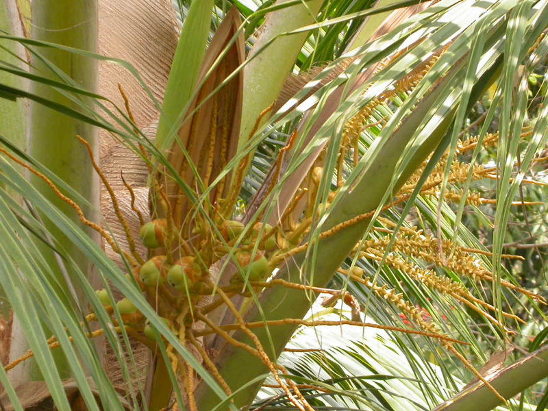 Цветы кокосовой пальмы