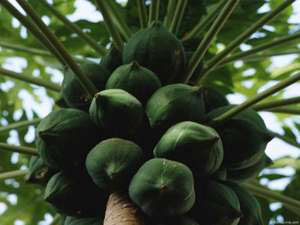 Зеленый кокосовый орех
