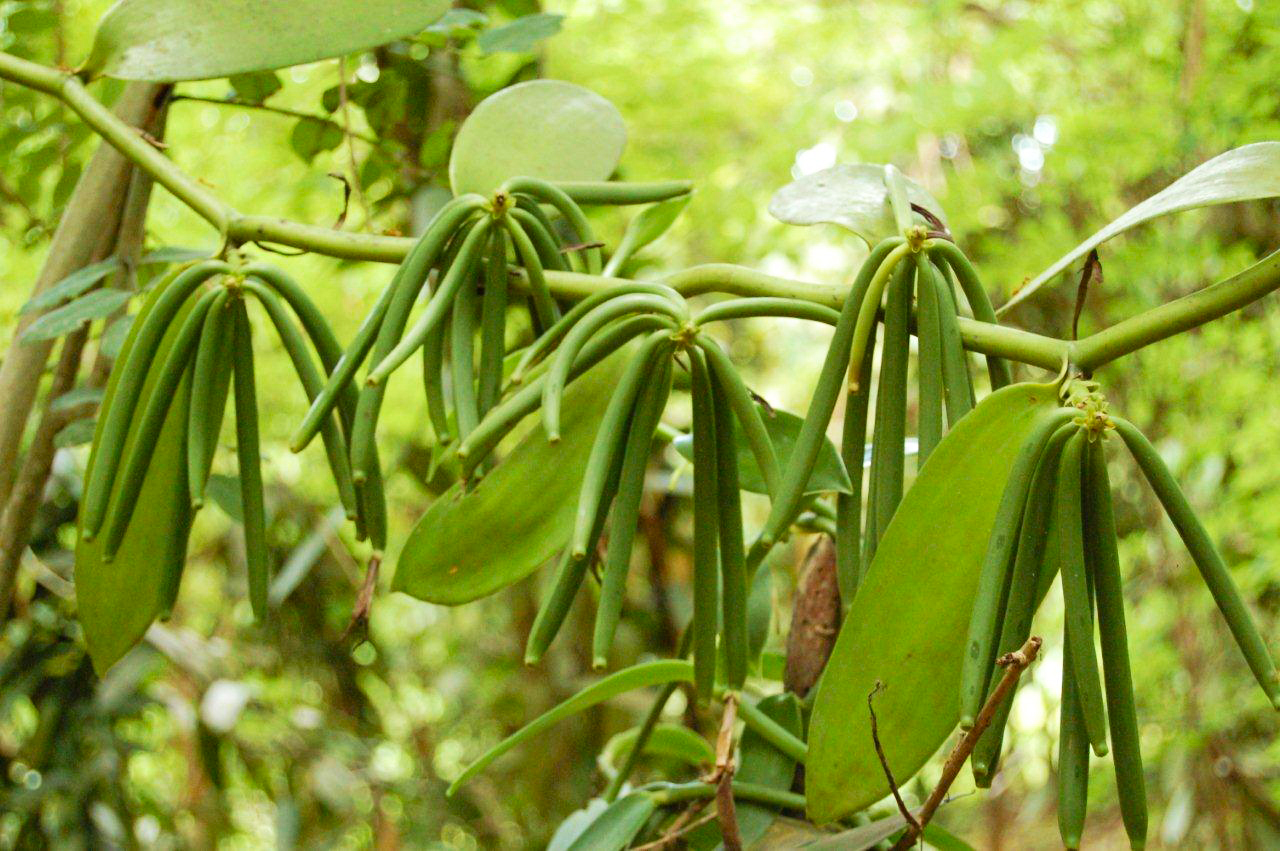 Vanilla plants. Vanilla planifolia стручки. Орхидея ваниль стручки. Vanilla planifolia ваниль стручки на дереве.